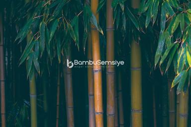 Bambu Nedir