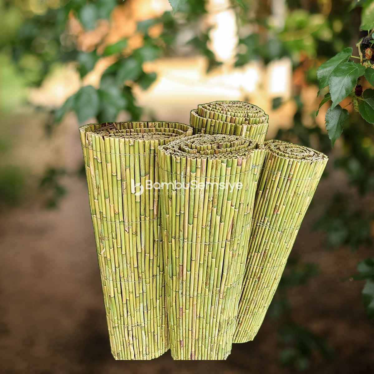 Bambu Kamış